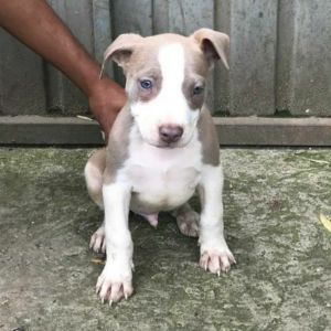 American pitbull terrier