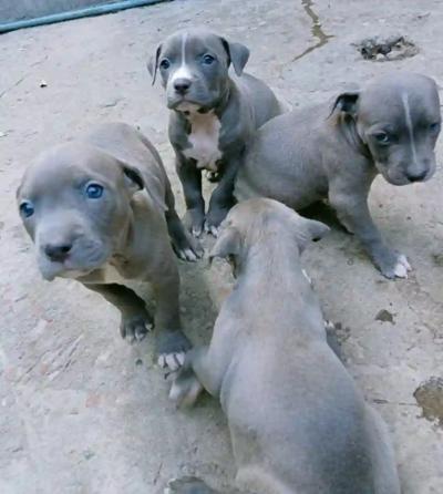 pit bull