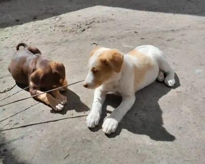 Breed-pitbull & German shepherd