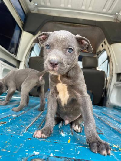 American pitbull Terrior