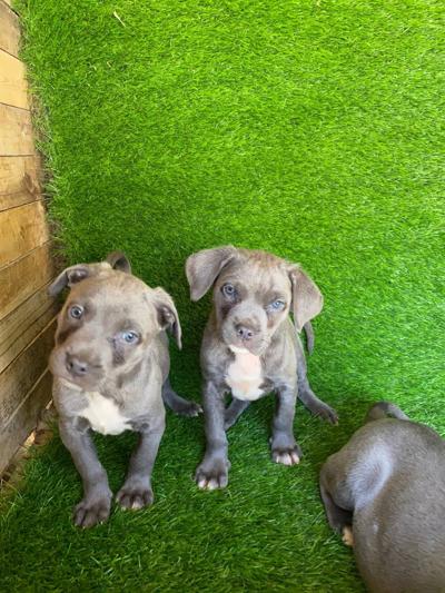 American pitbull Terrier